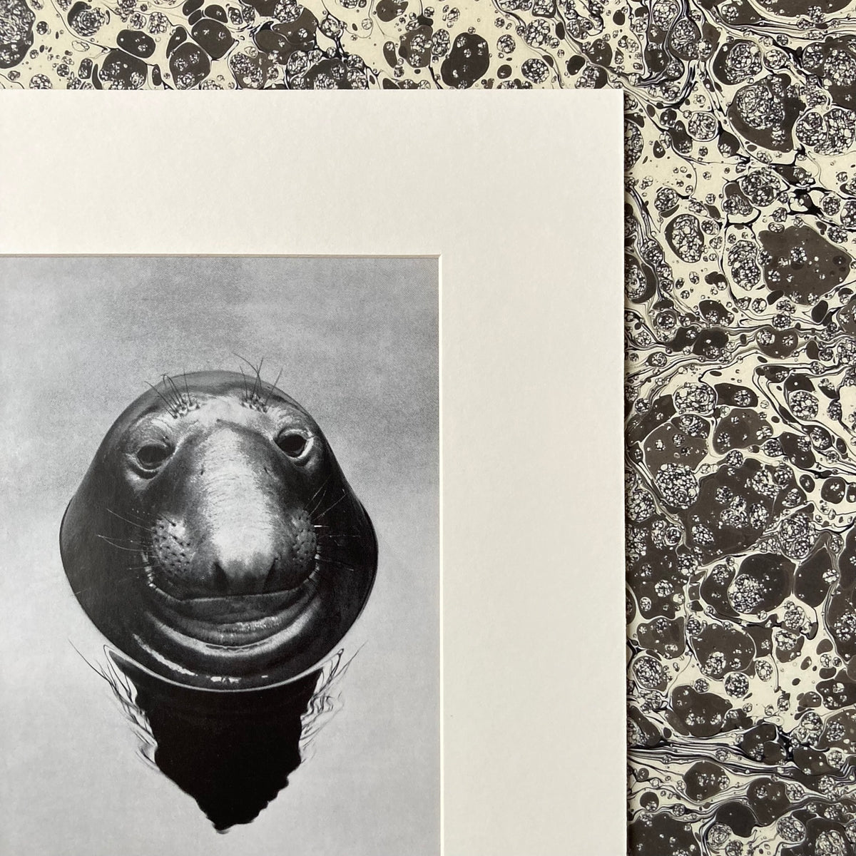 1960s Monochrome Seal Mounted Print ~ 10 x 12"