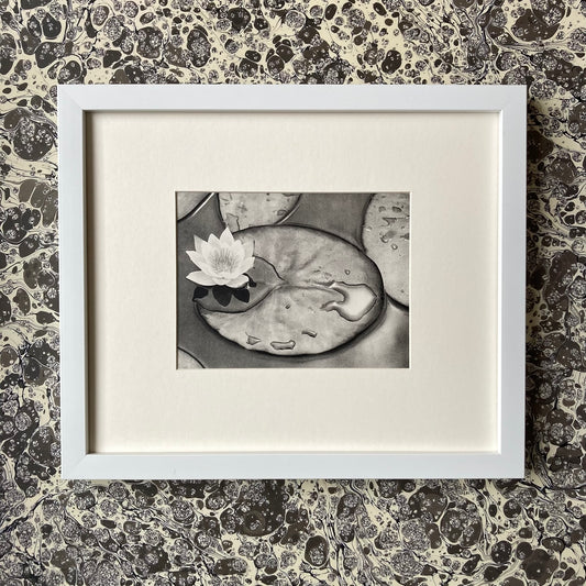 1960s Monochrome Lily Pond Mounted Print ~ 10 x 12"
