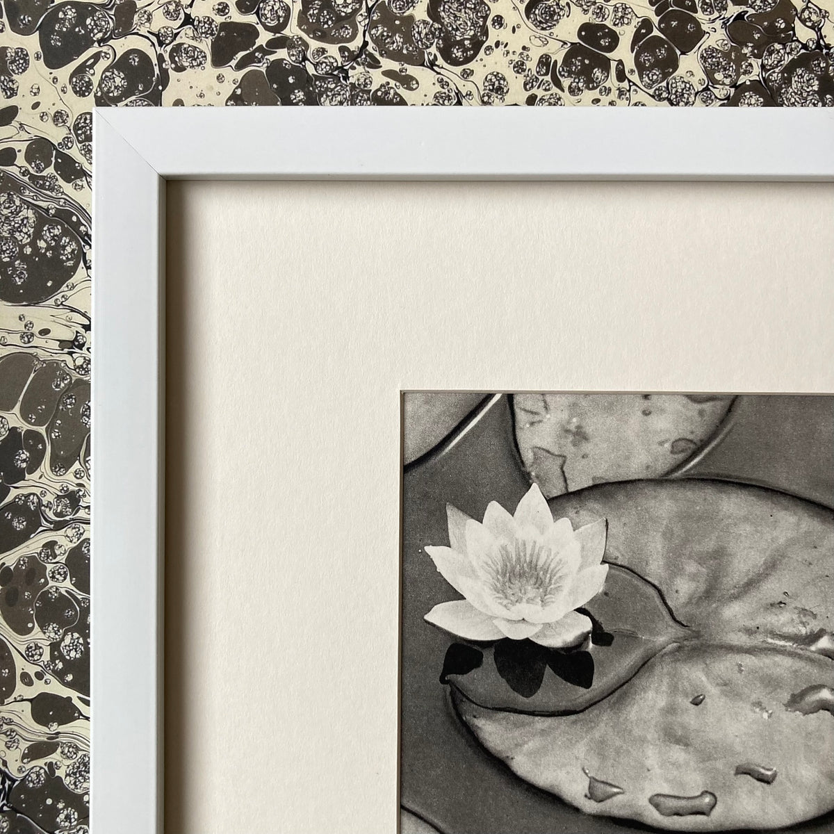1960s Monochrome Lily Pond Mounted Print ~ 10 x 12"