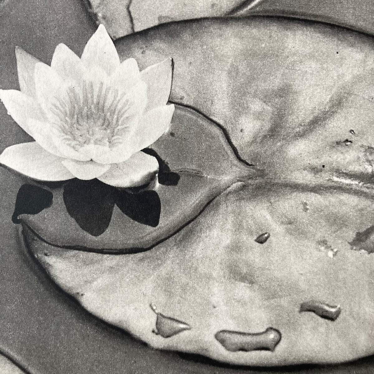 1960s Monochrome Lily Pond Mounted Print ~ 10 x 12"
