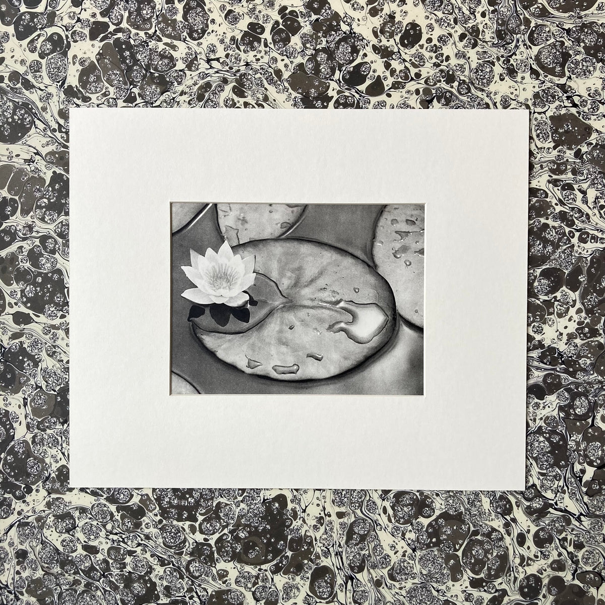 1960s Monochrome Lily Pond Mounted Print ~ 10 x 12"