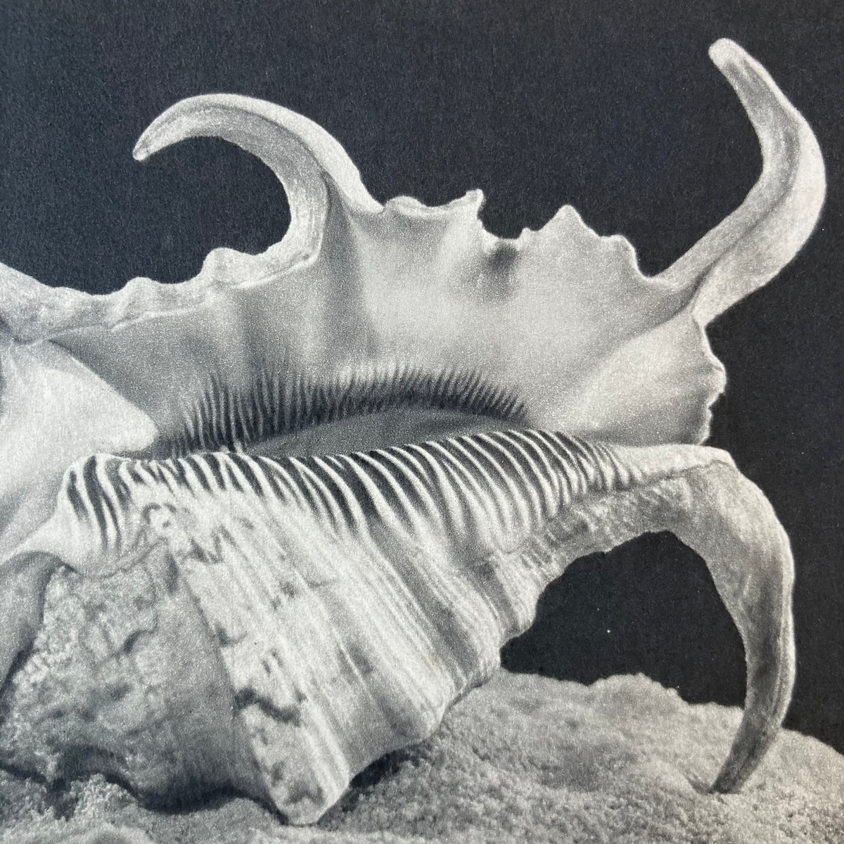 1960s Monochrome Spider Conch Shell Mounted Print ~ 10 x 12"