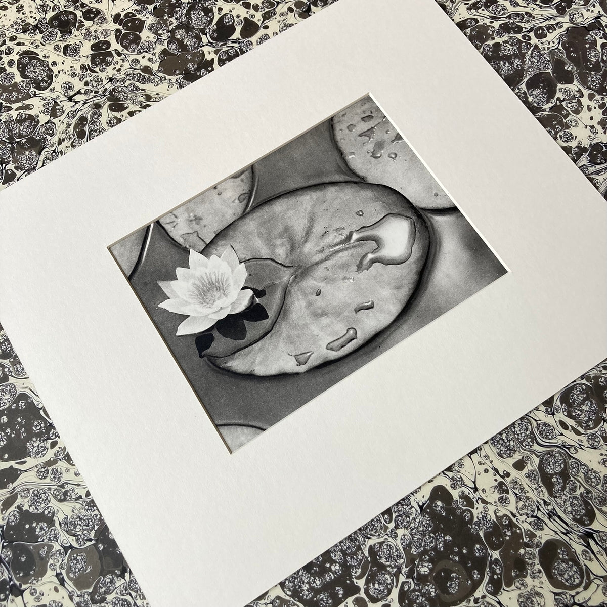 1960s Monochrome Lily Pond Mounted Print ~ 10 x 12"