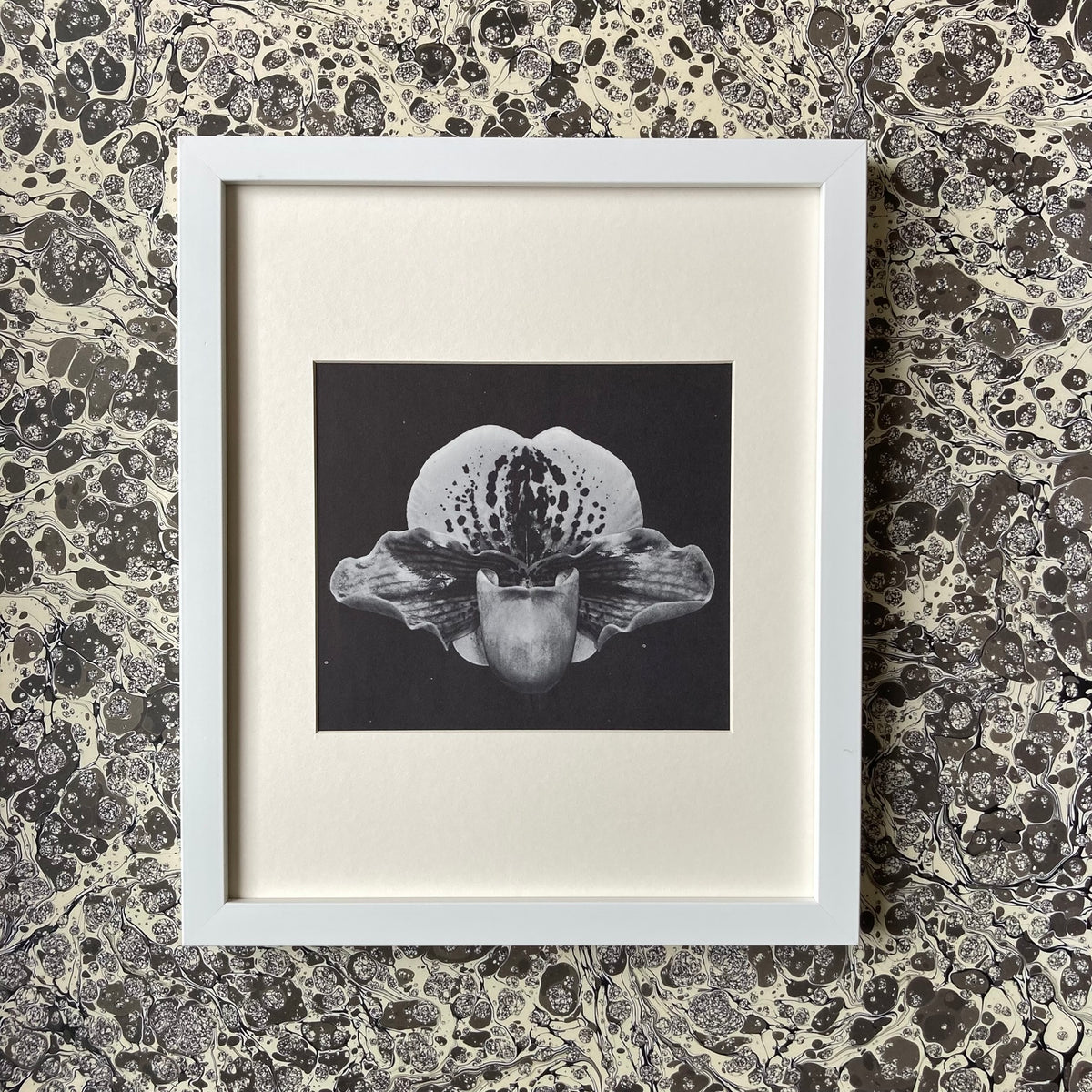 1960s Monochrome Orchid Mounted Print ~ 10 x 12"