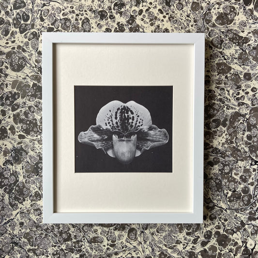 1960s Monochrome Orchid Mounted Print ~ 10 x 12"