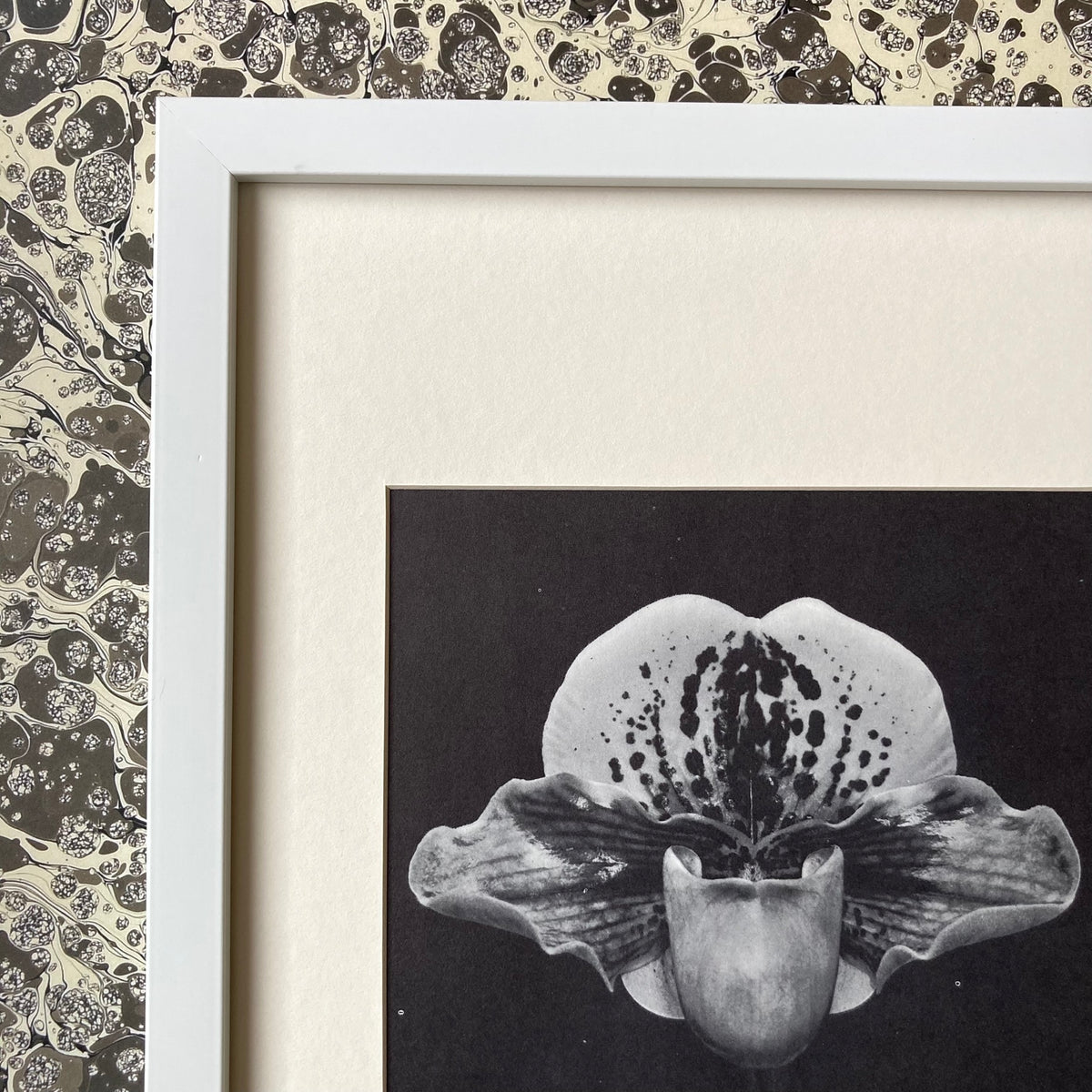 1960s Monochrome Orchid Mounted Print ~ 10 x 12"