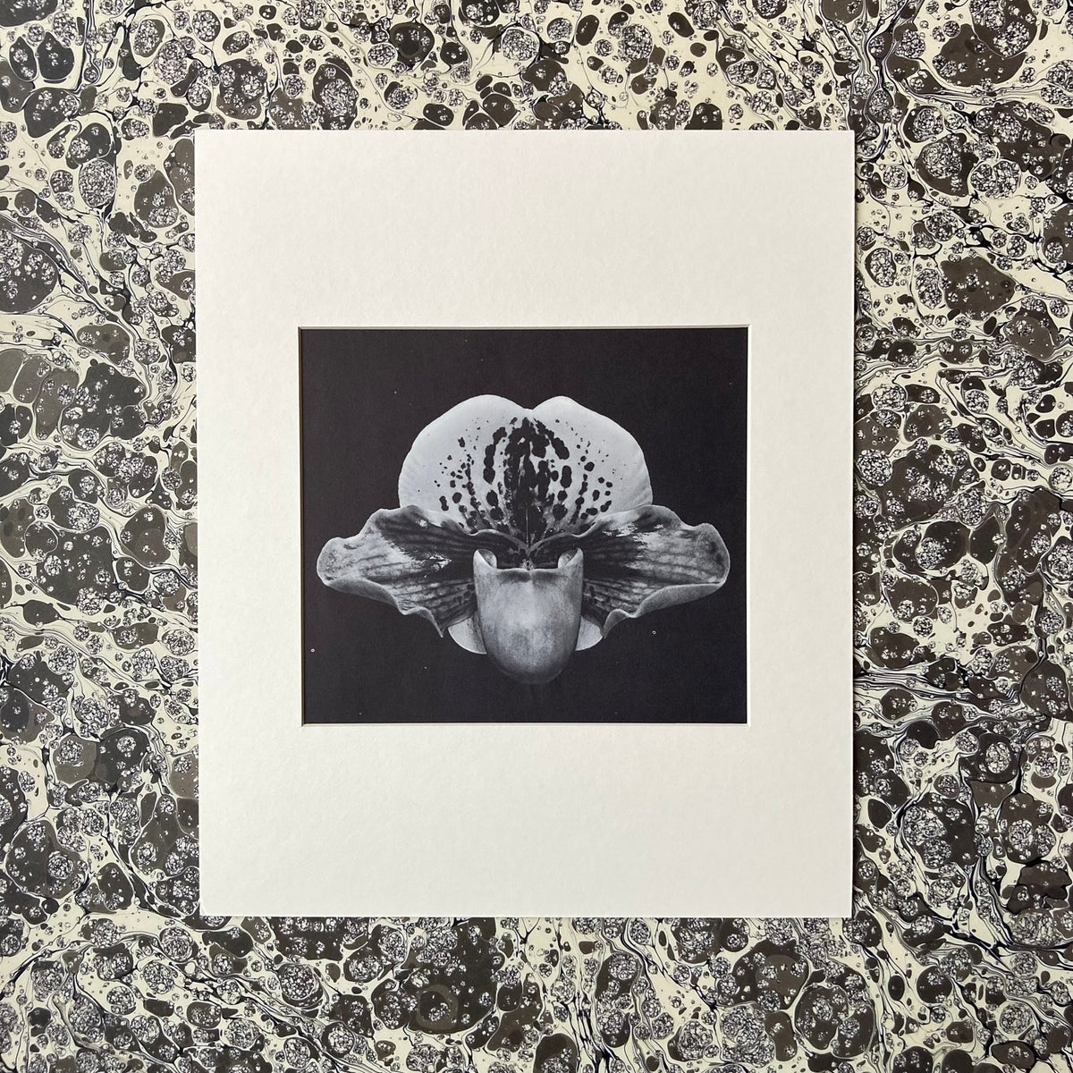 1960s Monochrome Orchid Mounted Print ~ 10 x 12"