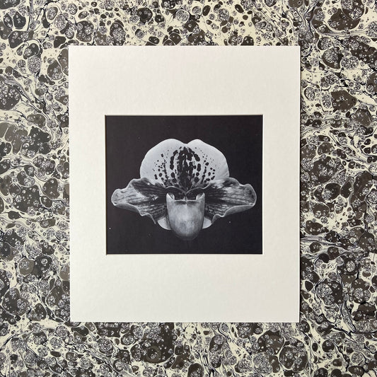 1960s Monochrome Orchid Mounted Print ~ 10 x 12"