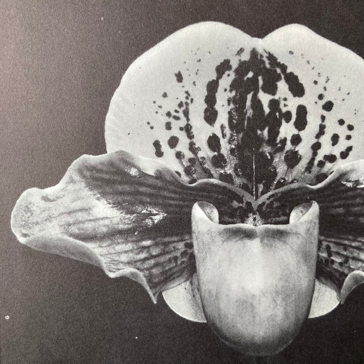 1960s Monochrome Orchid Mounted Print ~ 10 x 12"