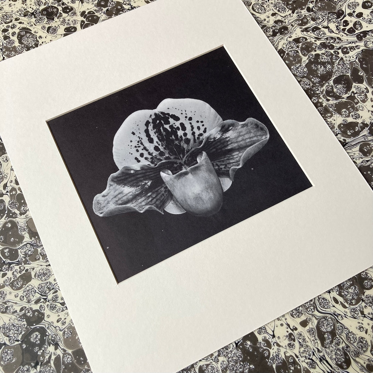 1960s Monochrome Orchid Mounted Print ~ 10 x 12"
