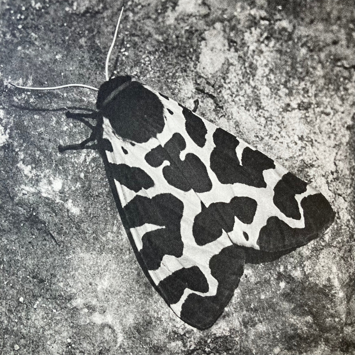 1960s Monochrome Spotted Moth Mounted Print ~ 10 x 12"