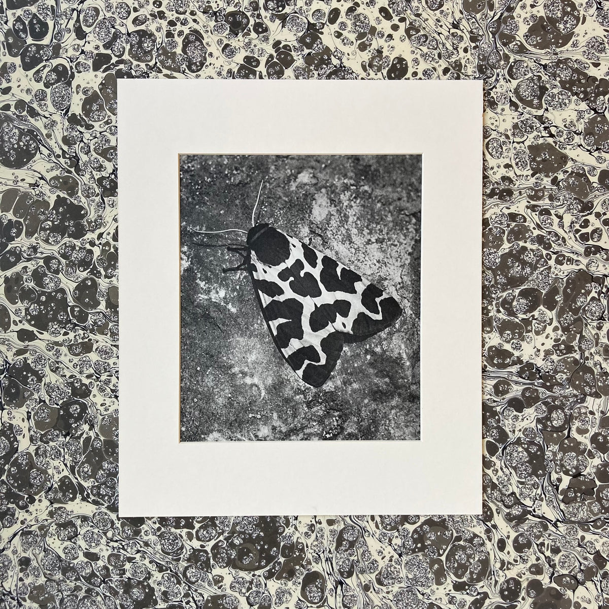 1960s Monochrome Spotted Moth Mounted Print ~ 10 x 12"