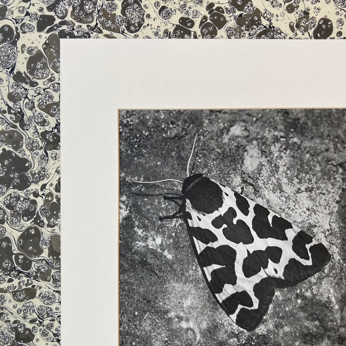 1960s Monochrome Spotted Moth Mounted Print ~ 10 x 12"