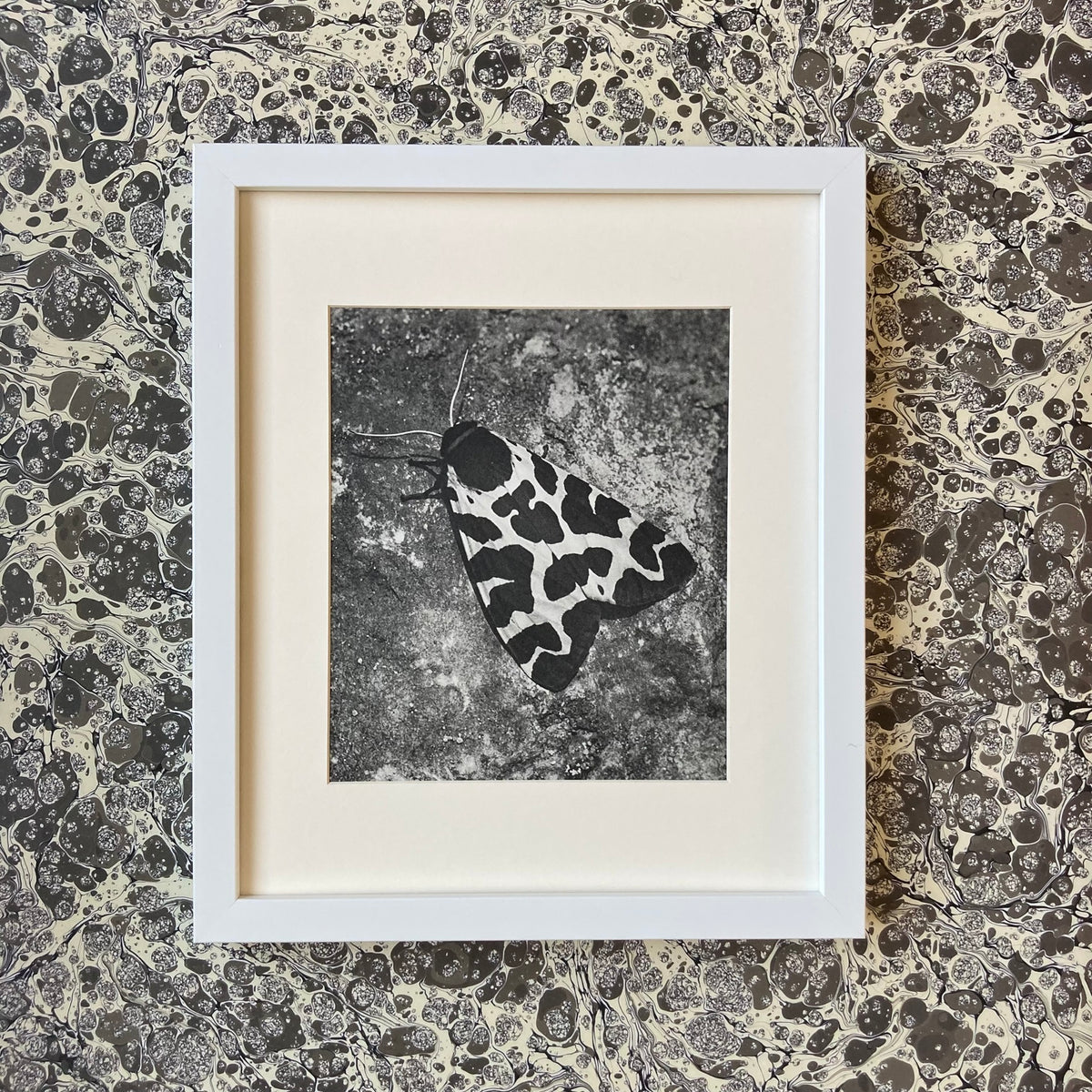 1960s Monochrome Spotted Moth Mounted Print ~ 10 x 12"
