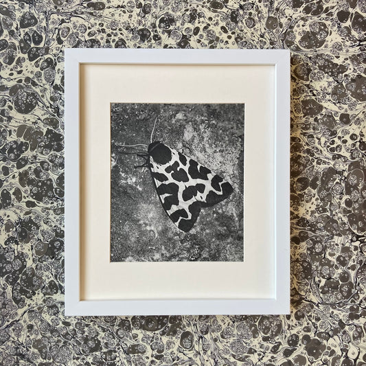 1960s Monochrome Spotted Moth Mounted Print ~ 10 x 12"
