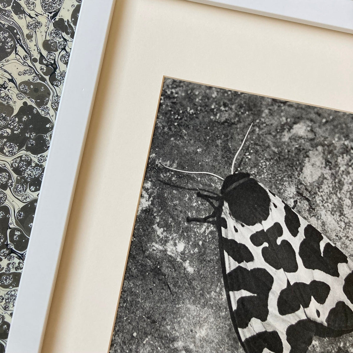 1960s Monochrome Spotted Moth Mounted Print ~ 10 x 12"