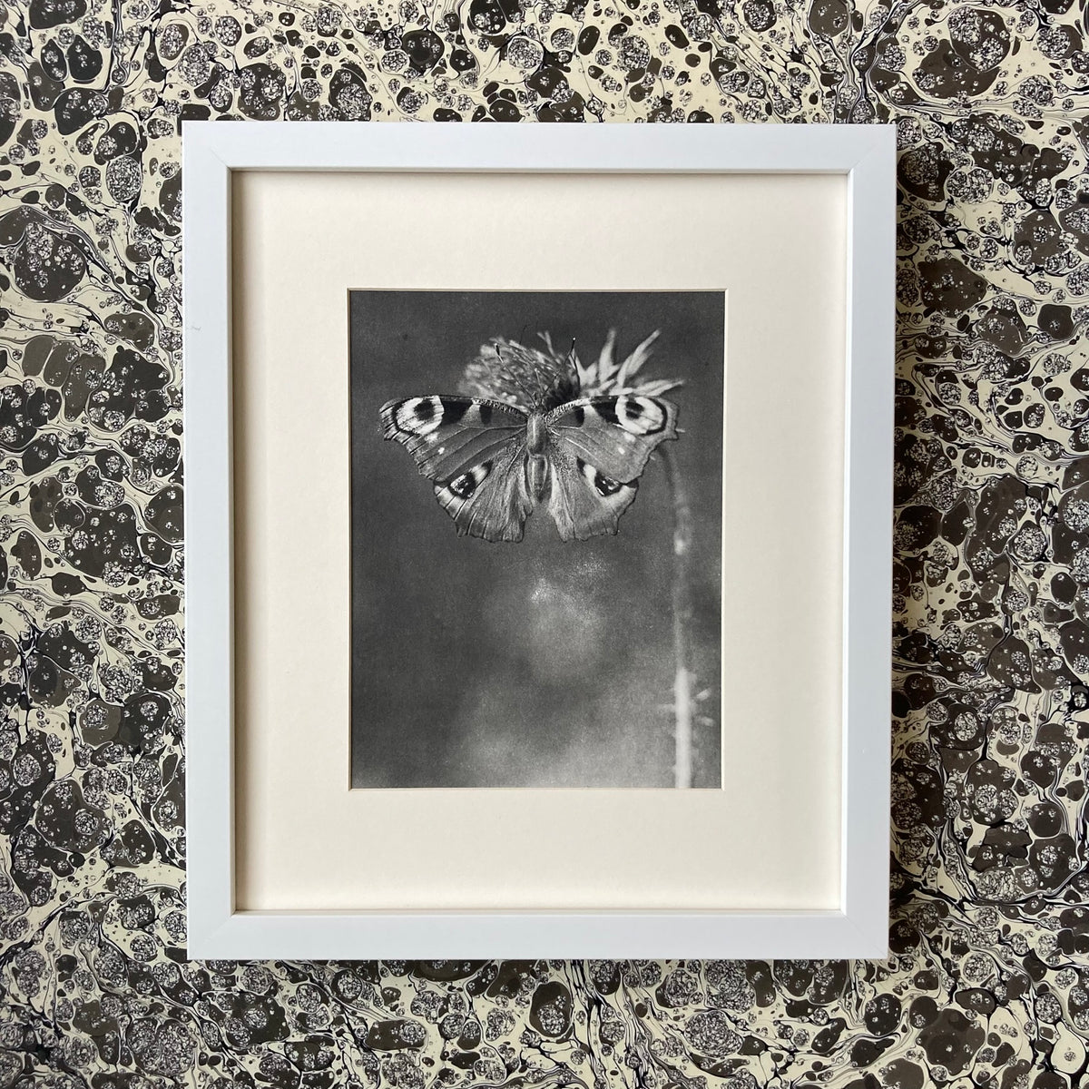 1960s Monochrome Peacock Butterfly Mounted Print ~ 10 x 12"