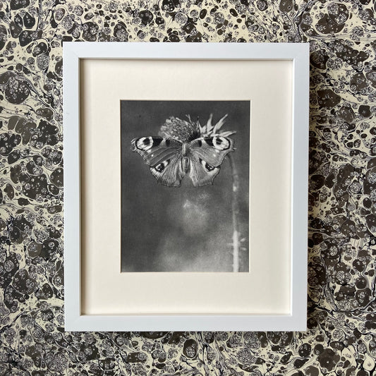 1960s Monochrome Peacock Butterfly Mounted Print ~ 10 x 12"