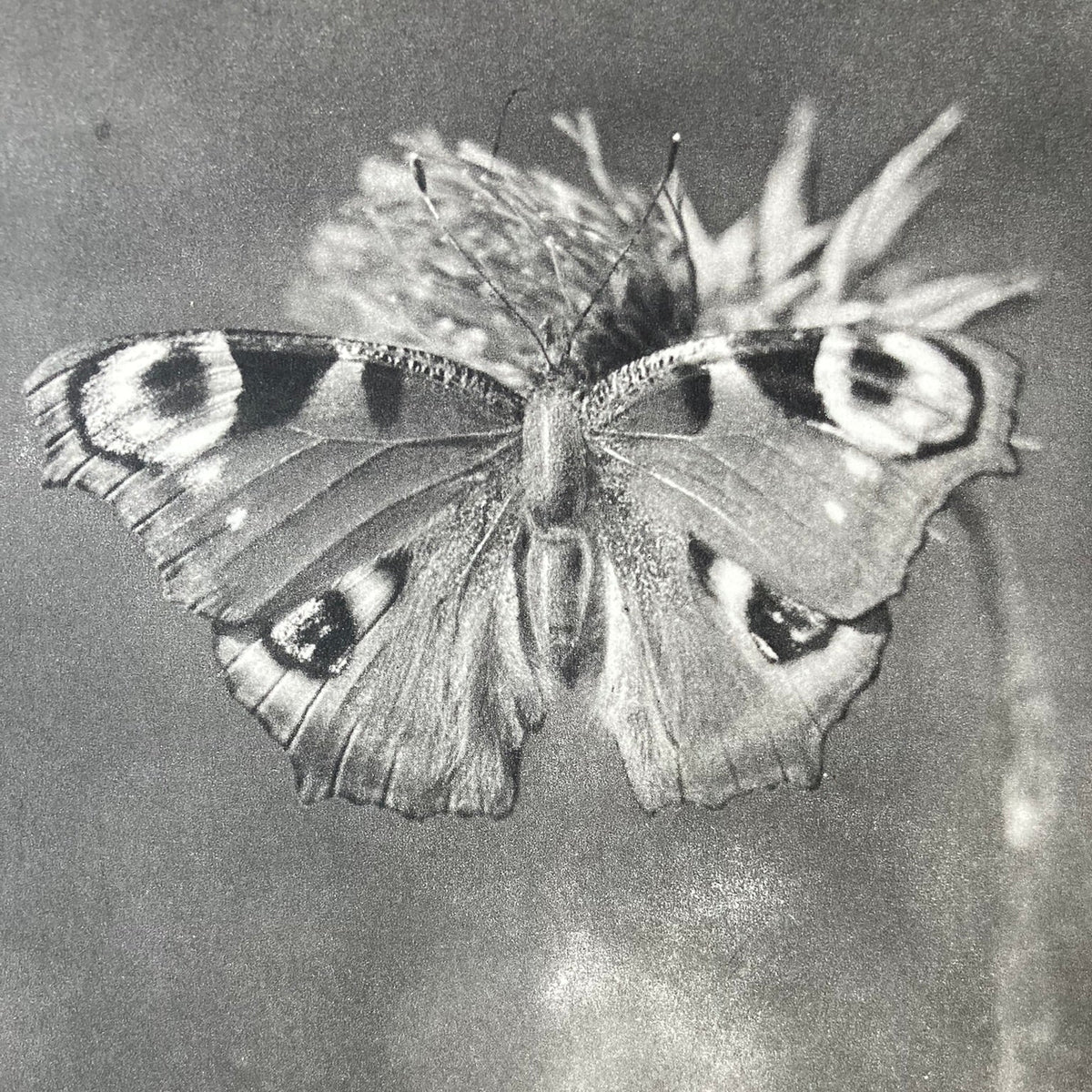 1960s Monochrome Peacock Butterfly Mounted Print ~ 10 x 12"