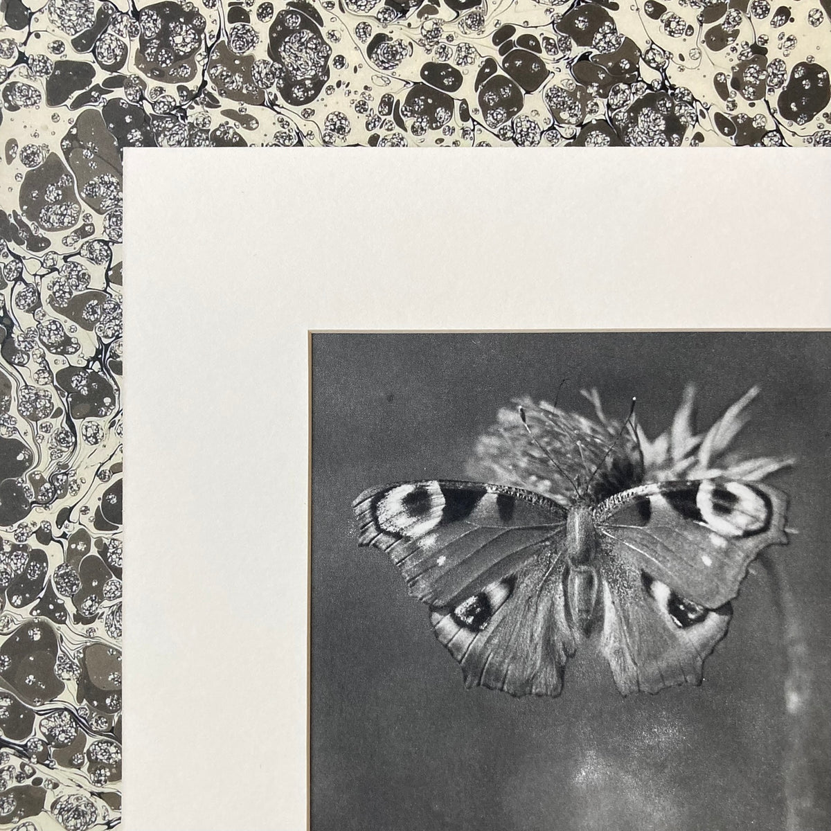 1960s Monochrome Peacock Butterfly Mounted Print ~ 10 x 12"
