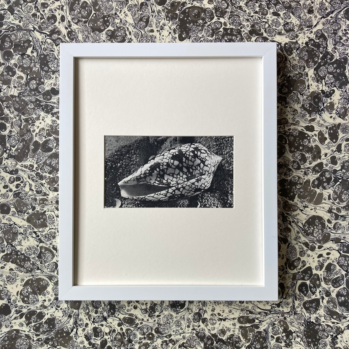 1960s Monochrome Marble Cone Shell Mounted Print ~ 10 x 12"