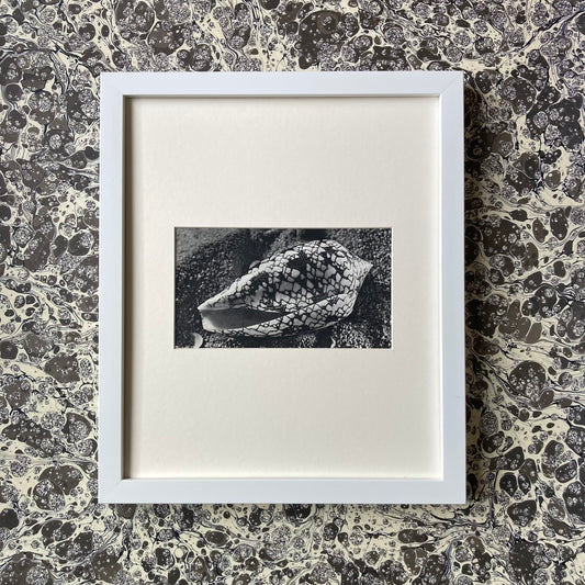 1960s Monochrome Marble Cone Shell Mounted Print ~ 10 x 12"