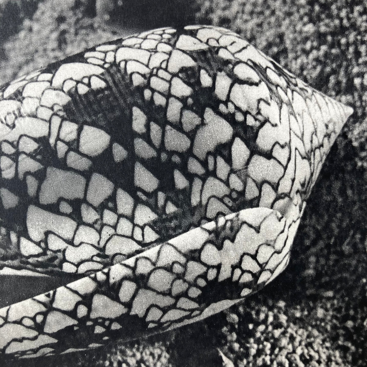 1960s Monochrome Marble Cone Shell Mounted Print ~ 10 x 12"