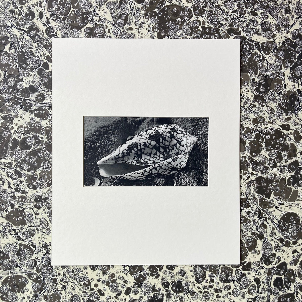 1960s Monochrome Marble Cone Shell Mounted Print ~ 10 x 12"