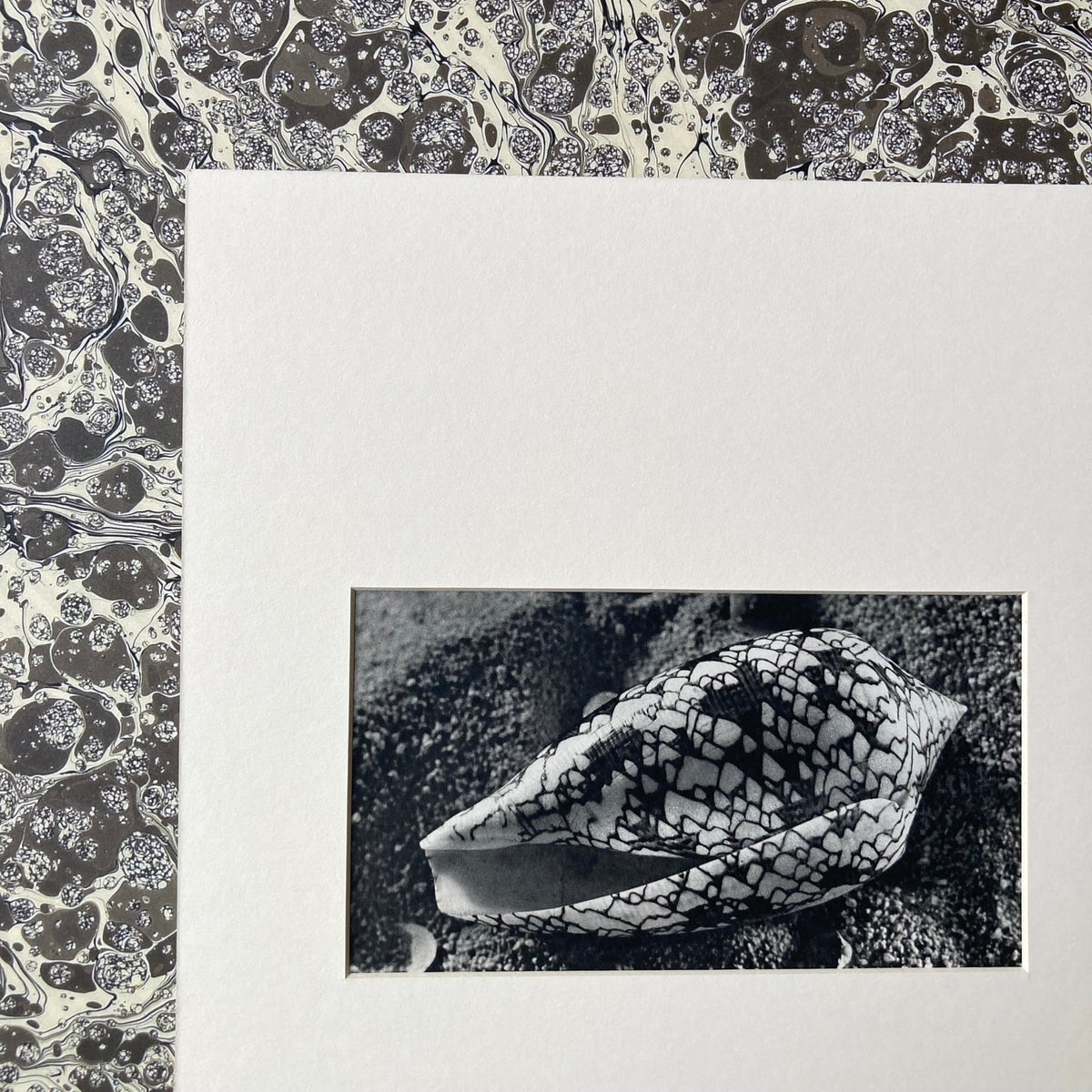1960s Monochrome Marble Cone Shell Mounted Print ~ 10 x 12"