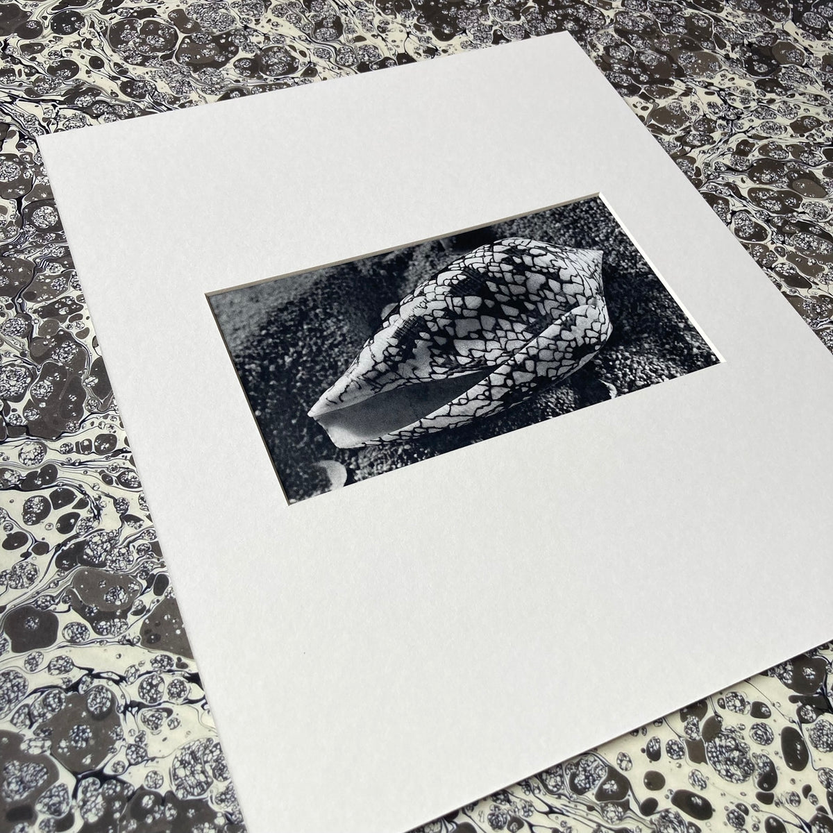 1960s Monochrome Marble Cone Shell Mounted Print ~ 10 x 12"