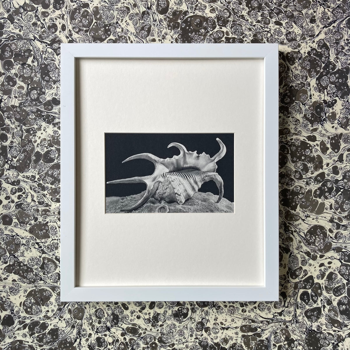 1960s Monochrome Spider Conch Shell Mounted Print ~ 10 x 12"