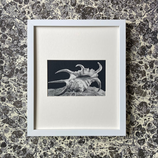 1960s Monochrome Spider Conch Shell Mounted Print ~ 10 x 12"