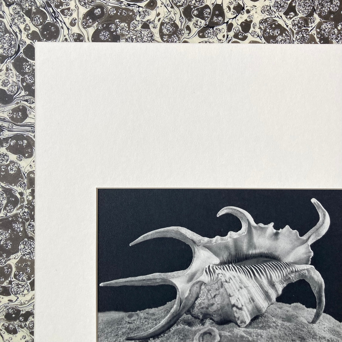 1960s Monochrome Spider Conch Shell Mounted Print ~ 10 x 12"
