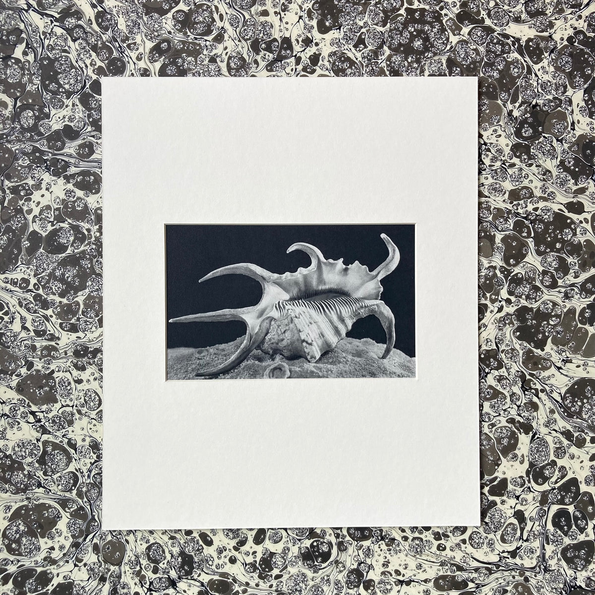 1960s Monochrome Spider Conch Shell Mounted Print ~ 10 x 12"