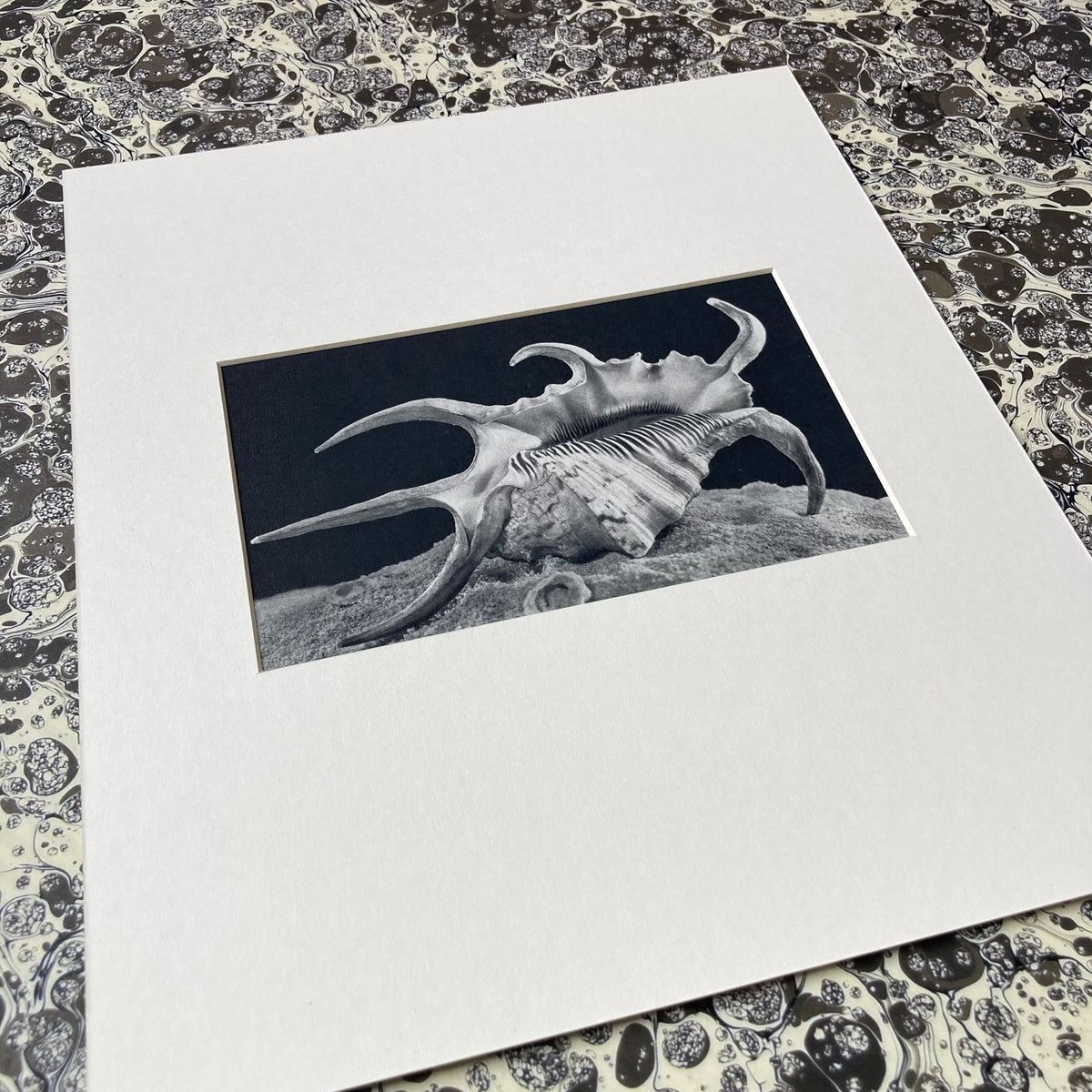 1960s Monochrome Spider Conch Shell Mounted Print ~ 10 x 12"