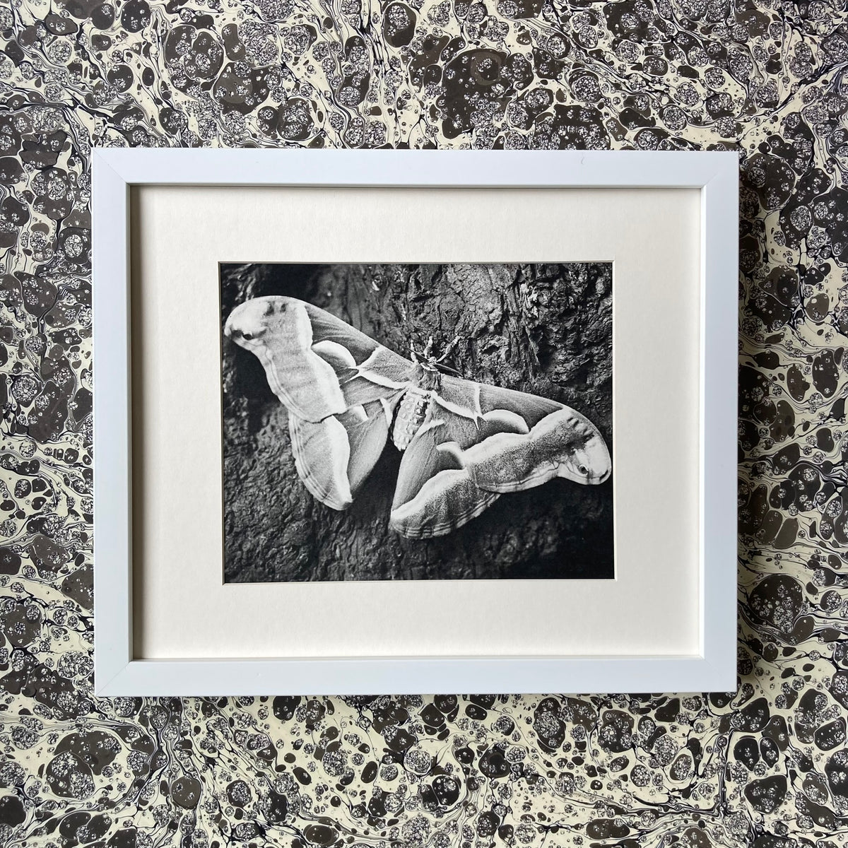1960s Monochrome Moth Mounted Print ~ 10 x 12"