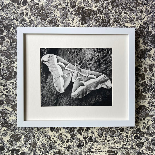 1960s Monochrome Moth Mounted Print ~ 10 x 12"