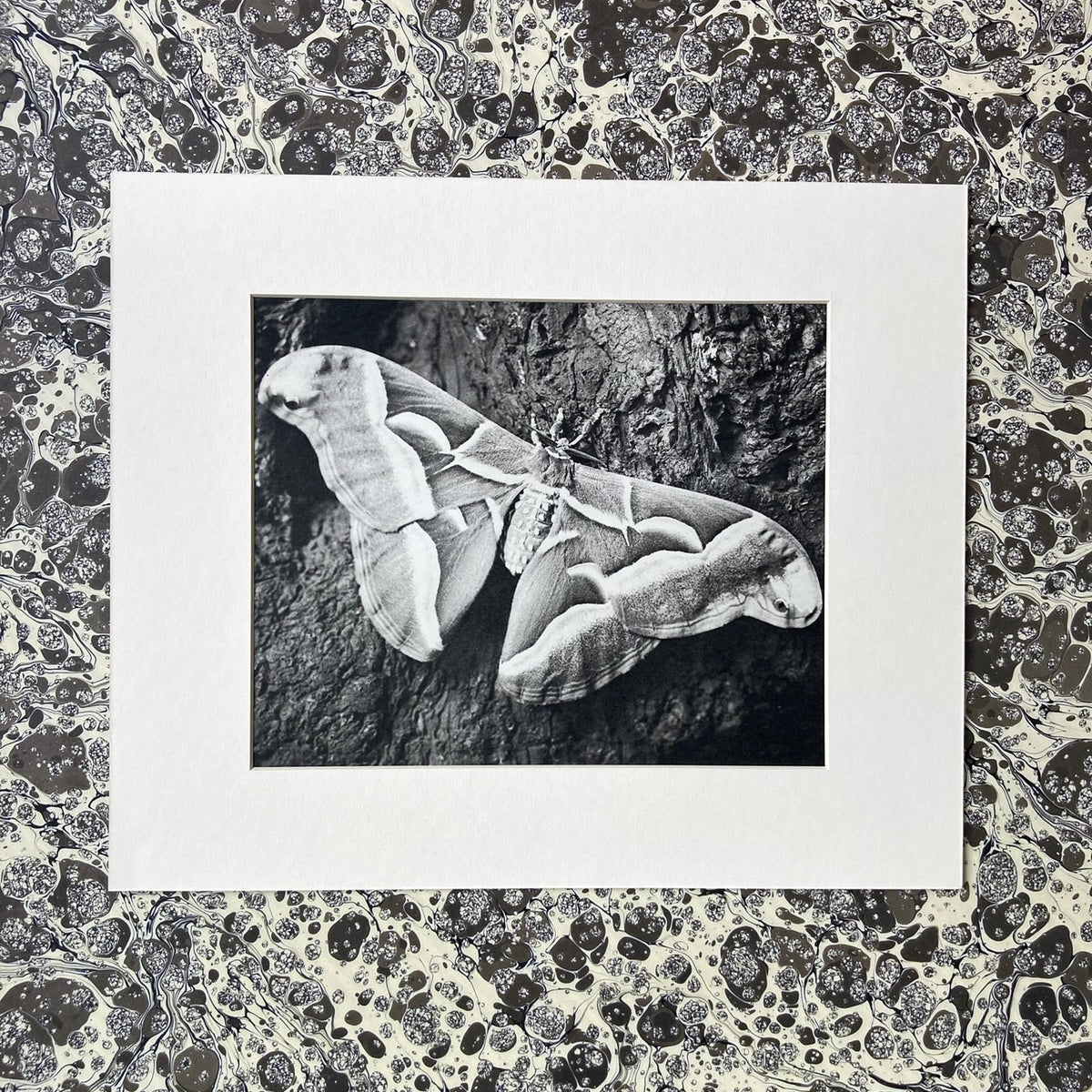 1960s Monochrome Moth Mounted Print ~ 10 x 12"