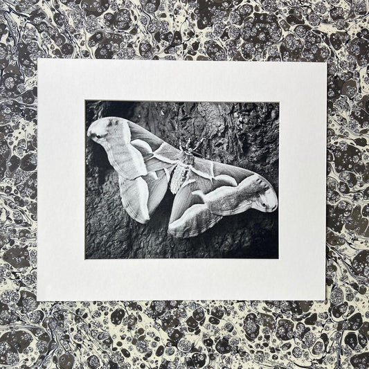 1960s Monochrome Moth Mounted Print ~ 10 x 12"