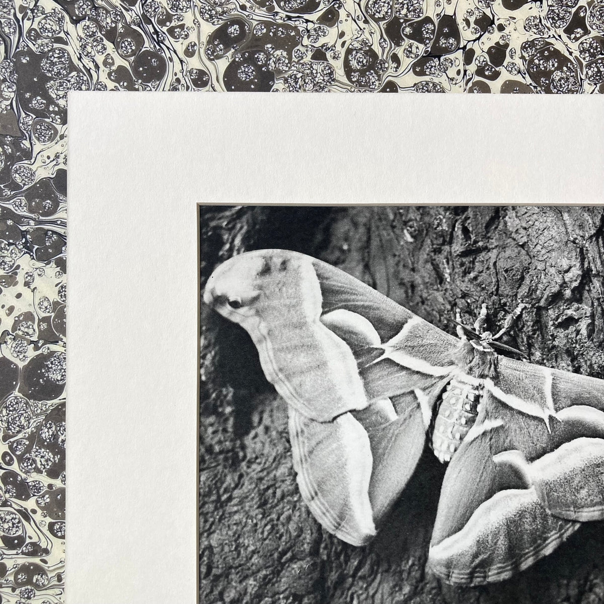 1960s Monochrome Moth Mounted Print ~ 10 x 12"