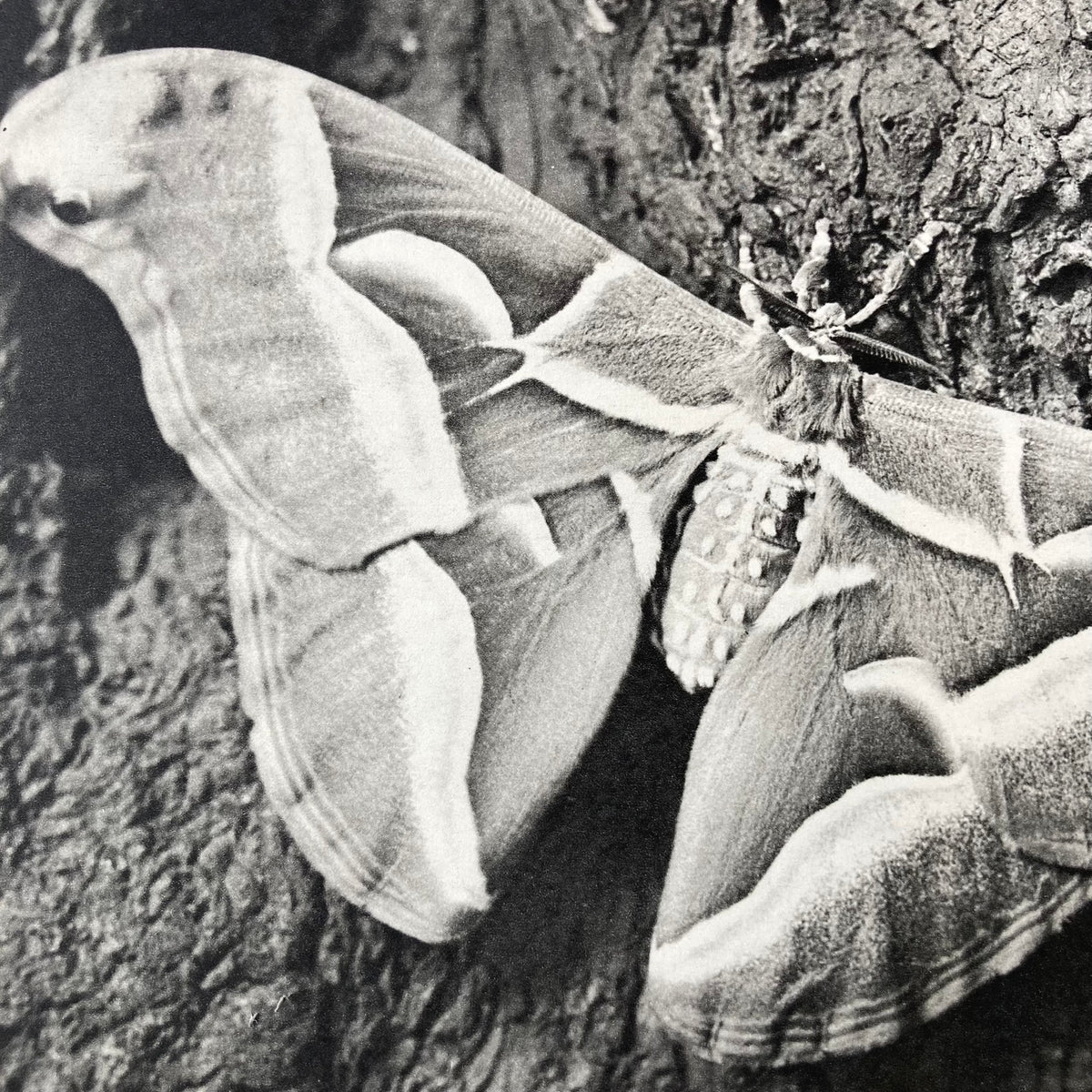 1960s Monochrome Moth Mounted Print ~ 10 x 12"