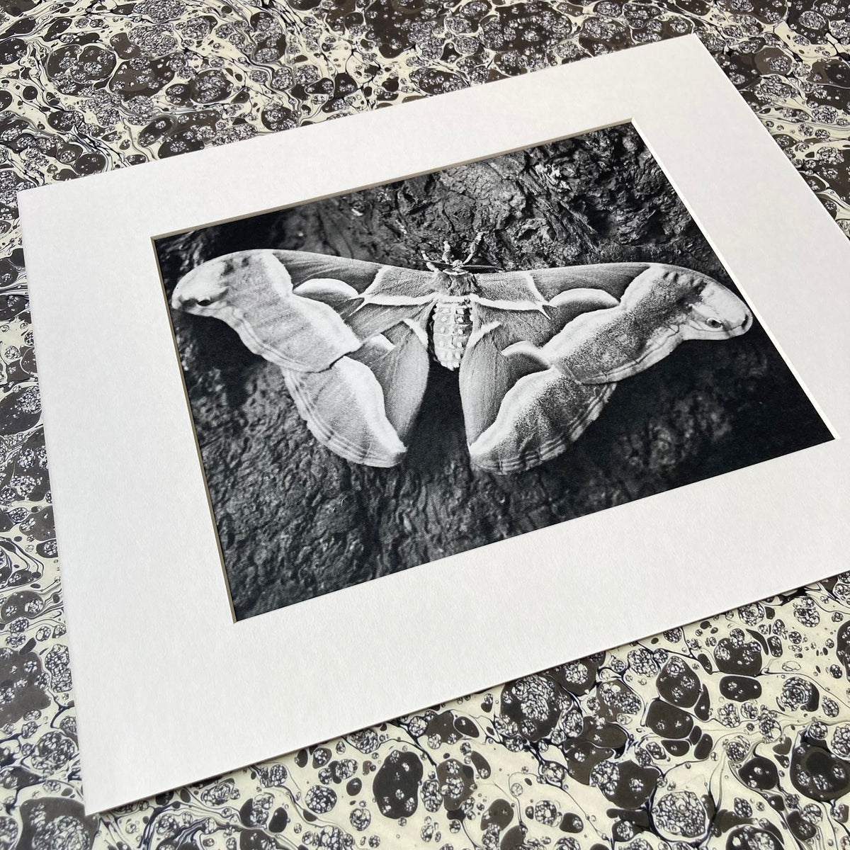 1960s Monochrome Moth Mounted Print ~ 10 x 12"