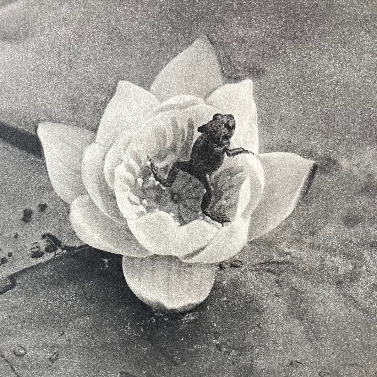1960s Monochrome Frog on a Lily Pad Mounted Print ~ 10 x 12"