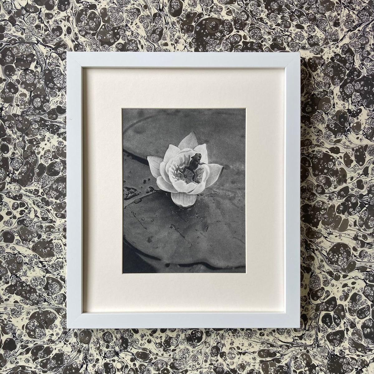 1960s Monochrome Frog on a Lily Pad Mounted Print ~ 10 x 12"