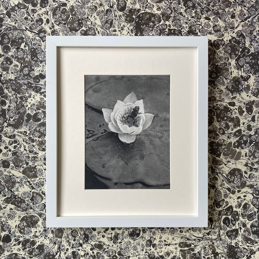 1960s Monochrome Frog on a Lily Pad Mounted Print ~ 10 x 12"
