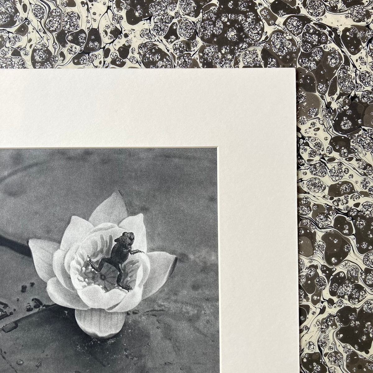 1960s Monochrome Frog on a Lily Pad Mounted Print ~ 10 x 12"