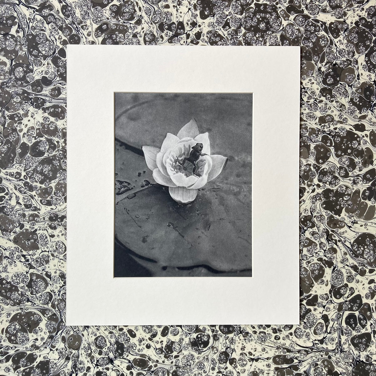 1960s Monochrome Frog on a Lily Pad Mounted Print ~ 10 x 12"