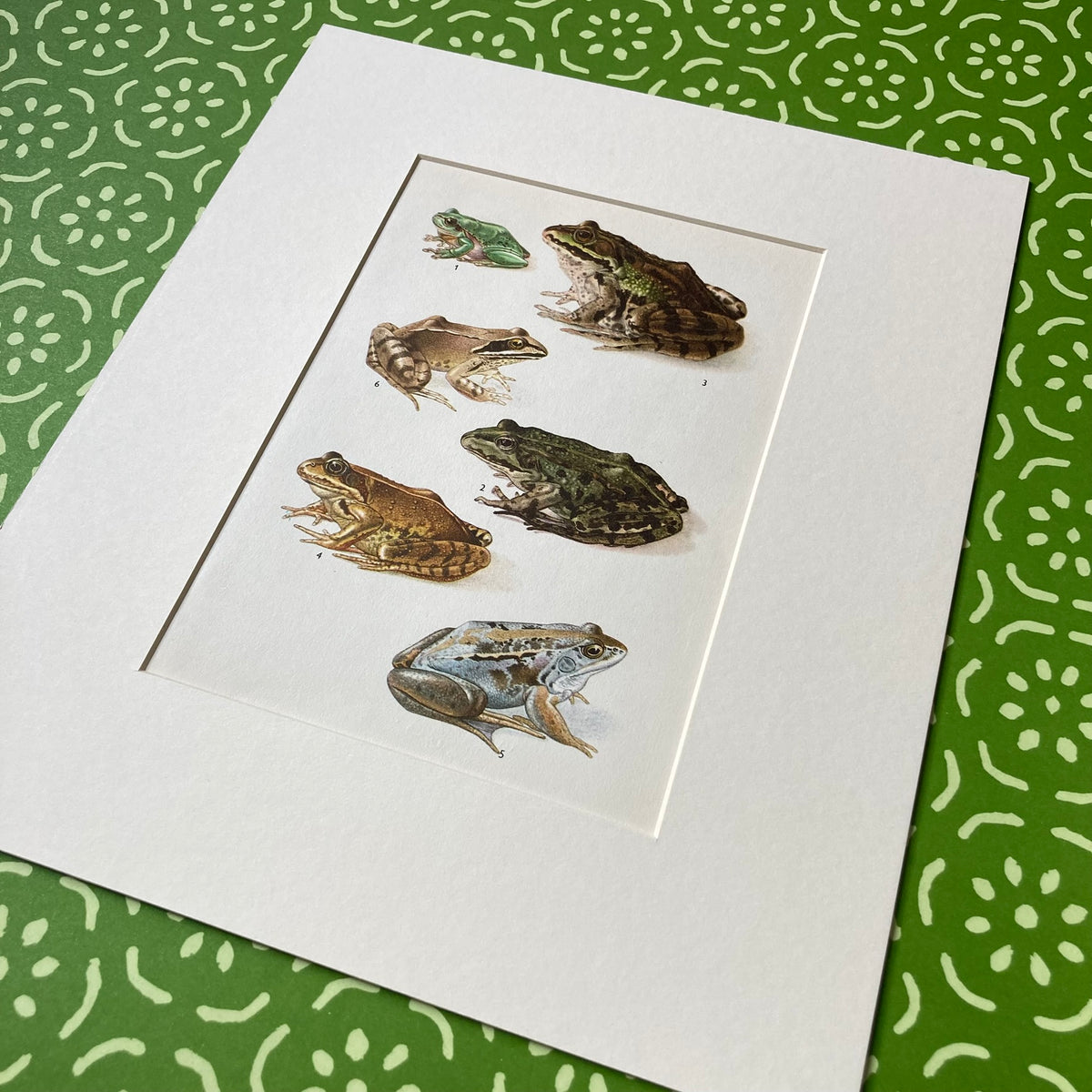 1970s Garden Frogs Mounted Print ~ 10 x 12"