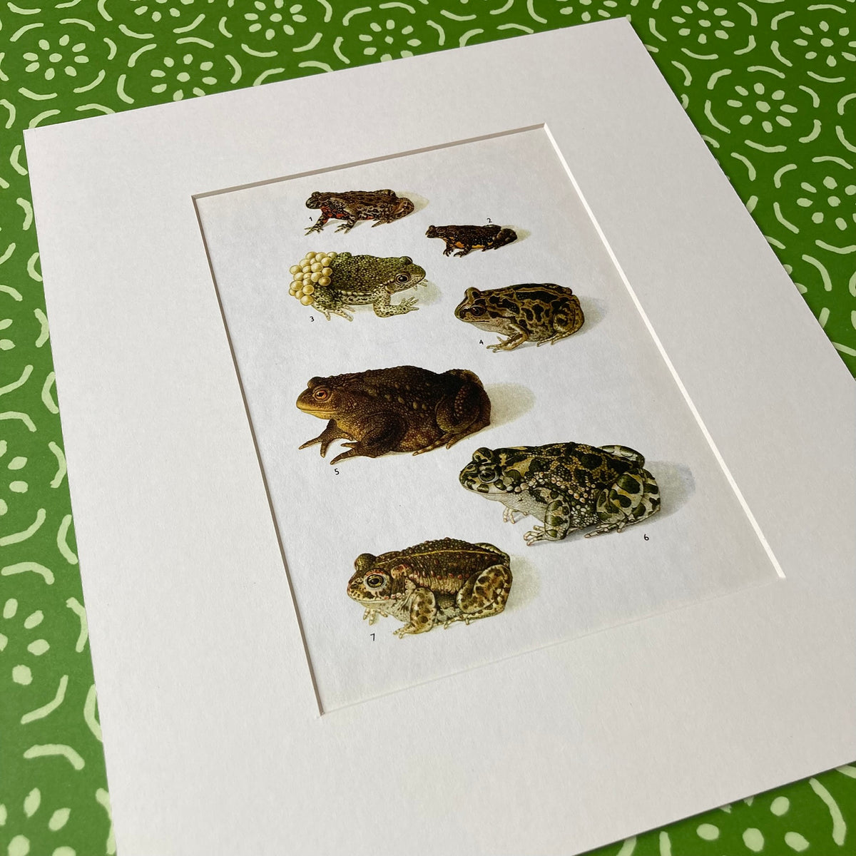 1970s Garden Toads Mounted Print ~ 10 x 12"