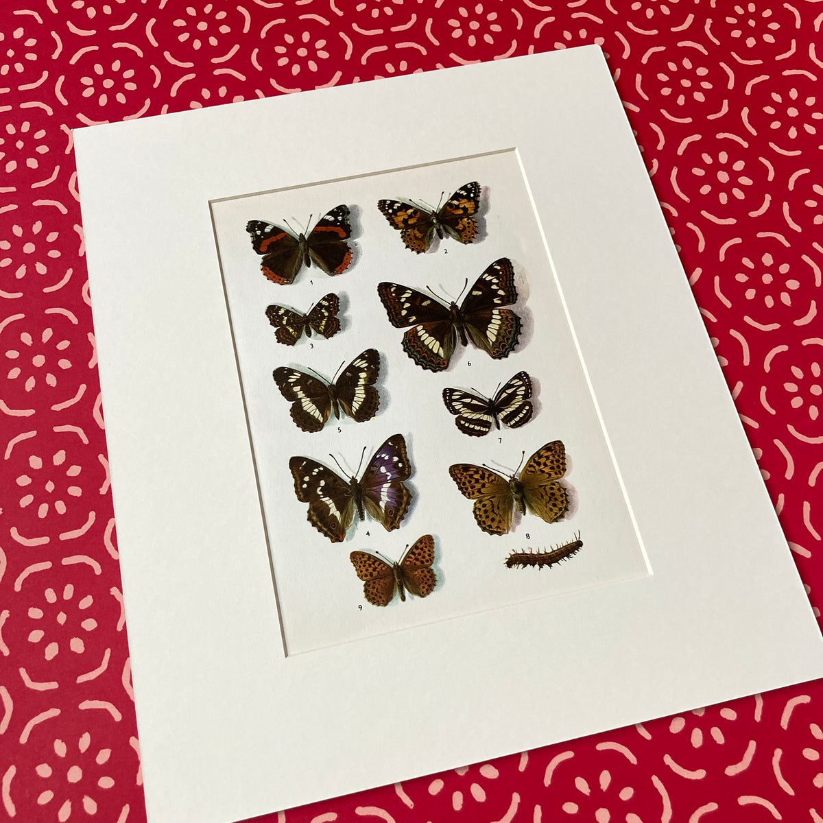 1970s British Butterflies Mounted Print ~ 10 x 12"